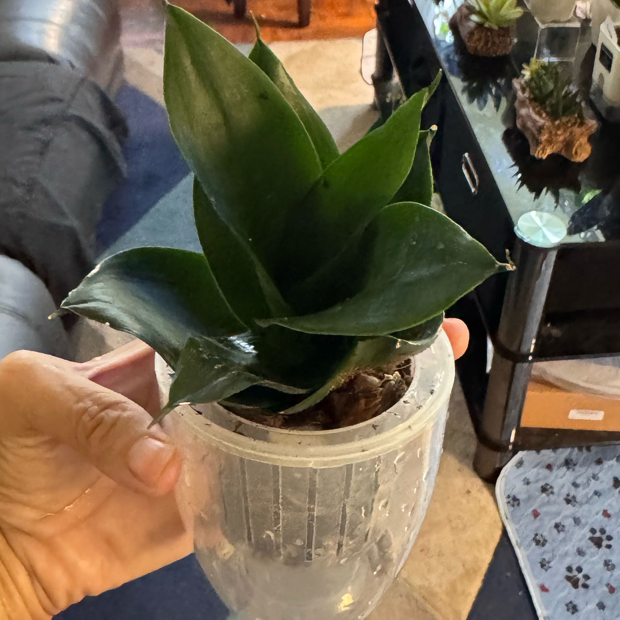 Photo of the plant species Black Jade Snake Plant by @ChosenProlifica named Mando on Greg, the plant care app