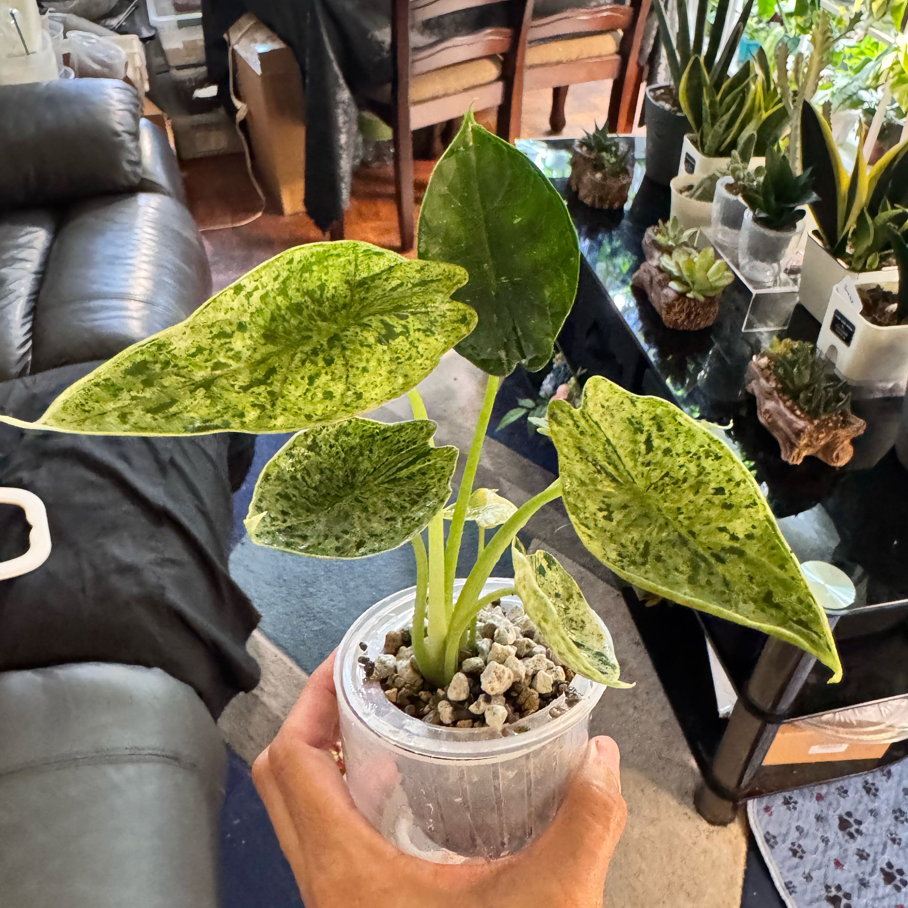Photo of the plant species Alocasia Dragon Scale Mint by @ChosenProlifica named Gobi on Greg, the plant care app
