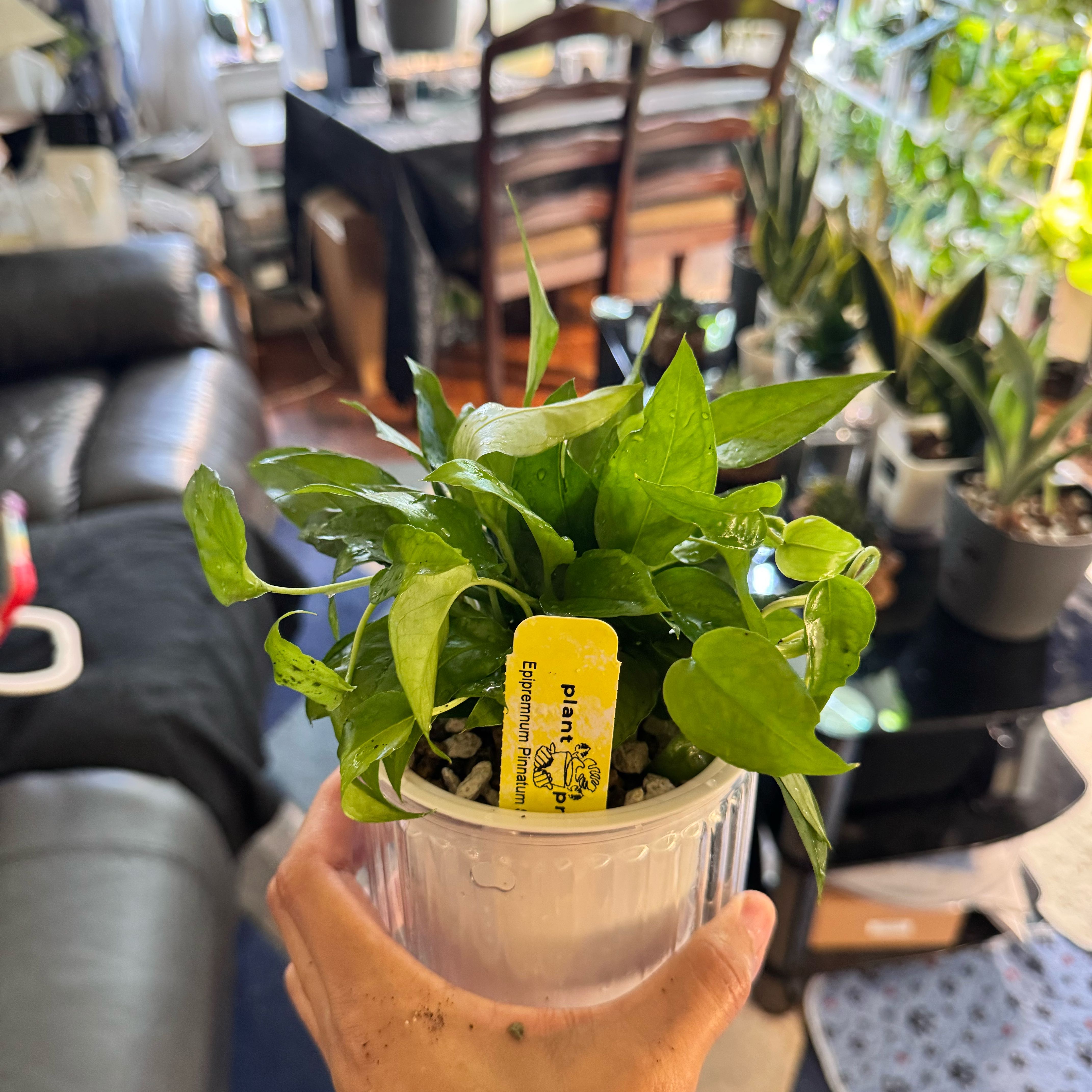 Photo of the plant species Skeleton Key Pothos by @ChosenProlifica named Queen on Greg, the plant care app