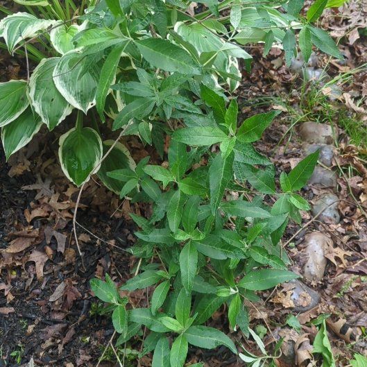 Photo of the plant species Rose Madder by @HotFicusbonsai named Beyonce on Greg, the plant care app