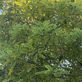 Photo of the plant species Tarata Cheesewood by @ModestCorndaisy named Lebron on Greg, the plant care app