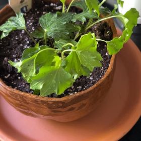 Photo of the plant species Francis Ivy by @ClassySandleek named LiloStitch on Greg, the plant care app