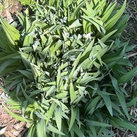 Photo of the plant species Wild Ramp by @EarthlyLichen named Stella on Greg, the plant care app