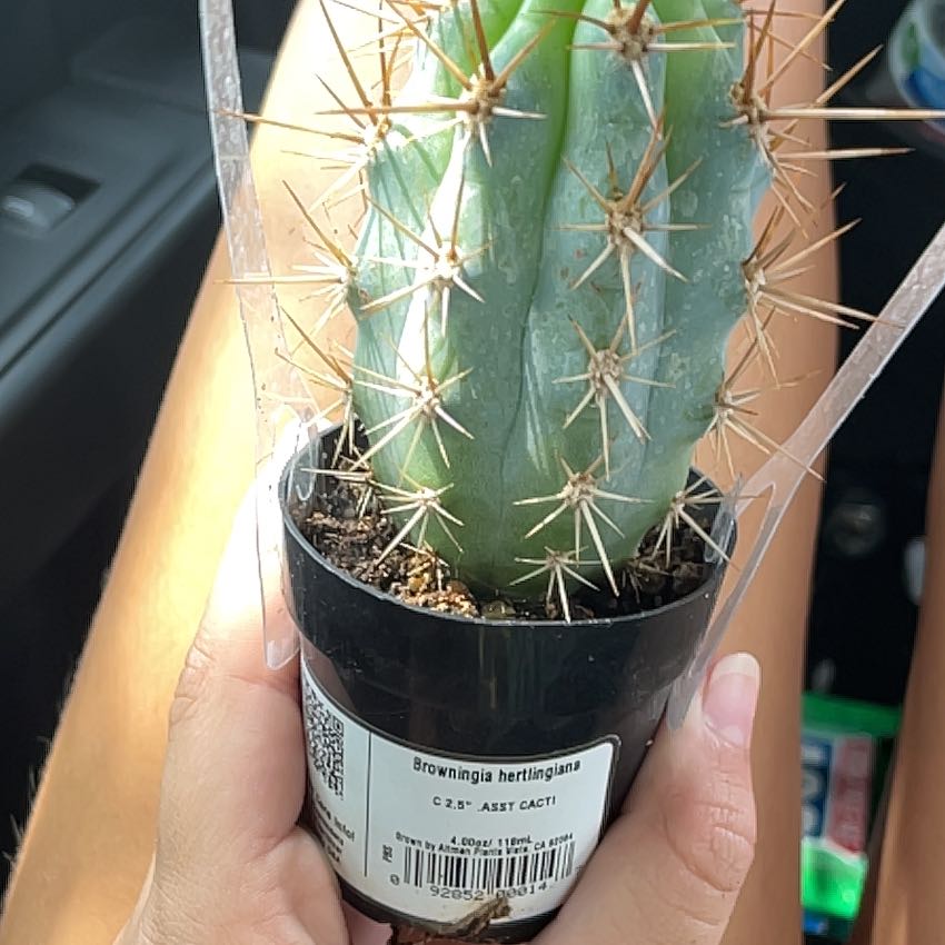 Photo of the plant species Blue Cereus by @LoyalFenugreek named Prince on Greg, the plant care app
