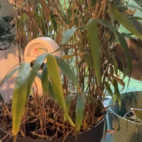 Photo of the plant species Hardy Bamboo by @WhizFoxtailfern named Elle on Greg, the plant care app