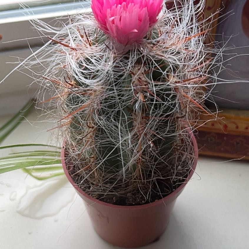 Old Man of the Andes cactus with white hair-like spines and a pink flower in a pot.