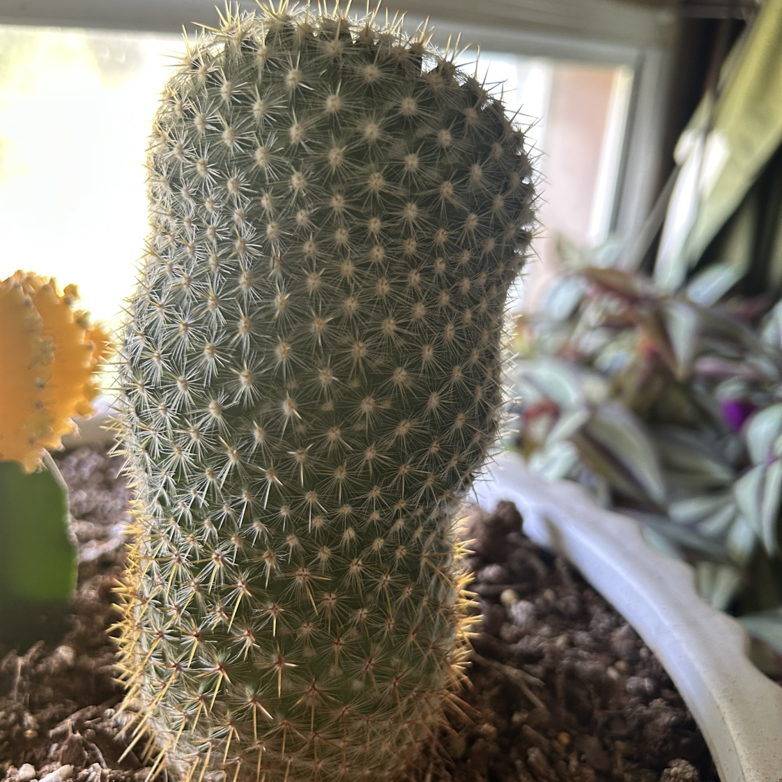 Photo of the plant species Coryphantha erecta by @GreenPlantMom93 named Forrest on Greg, the plant care app