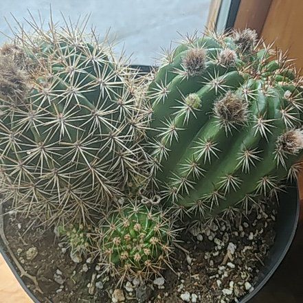 Photo of the plant species Soehrensia huascha subsp. huascha by @AdonicTexasash named Remington on Greg, the plant care app