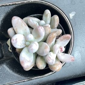 Photo of the plant species Sedum craigii by @MagneticMostii named Messi on Greg, the plant care app