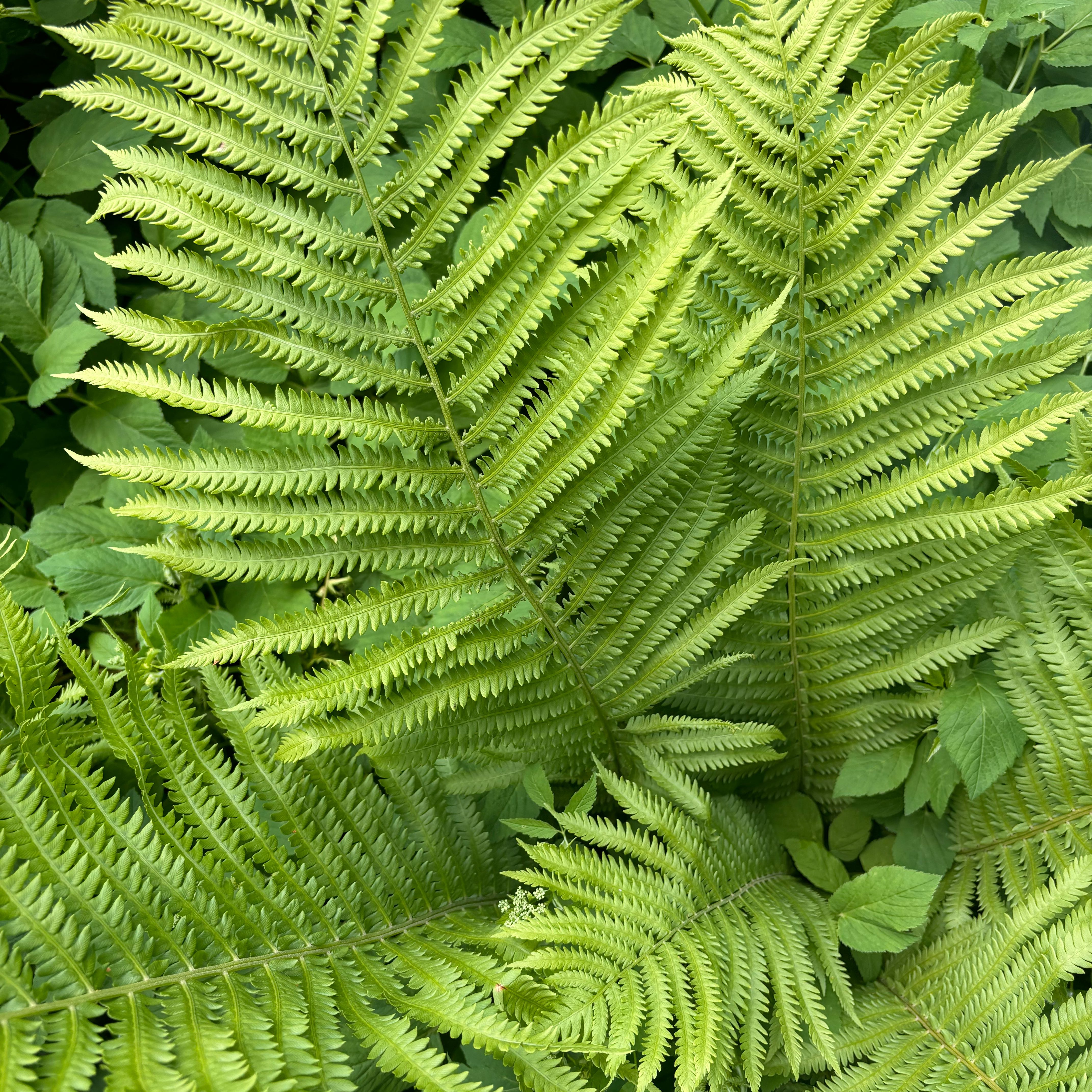 Lush green fern, likely Matteuccia species, with healthy fronds.