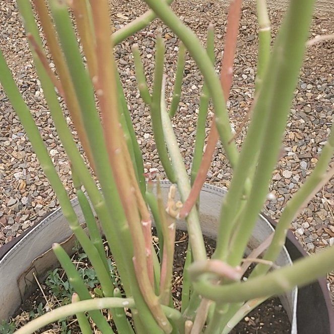 Photo of the plant species Slipper Plant by @BodaciousGray named Foxxy on Greg, the plant care app