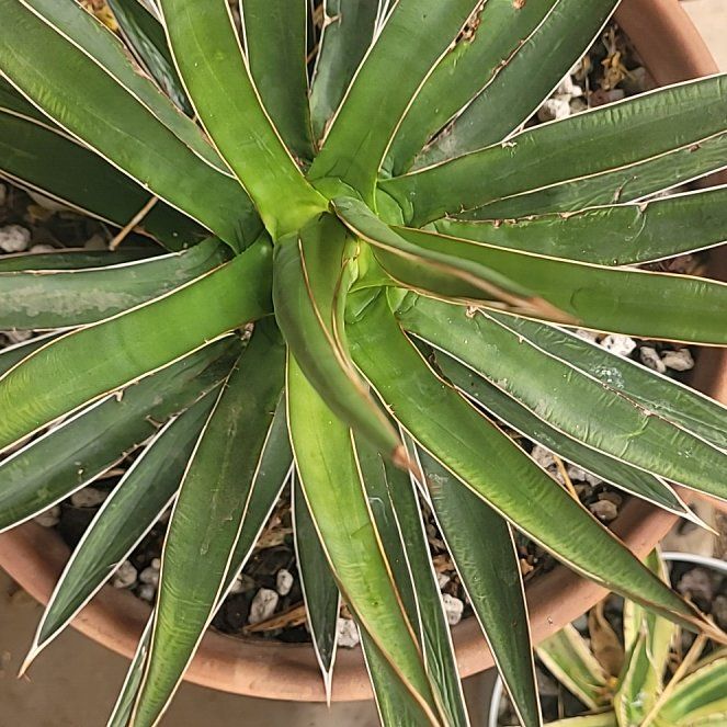 Photo of the plant species Lecheguilla by @BodaciousGray named Sproutacus on Greg, the plant care app