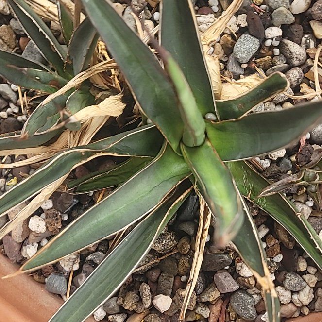 Photo of the plant species Lecheguilla by @BodaciousGray named Fernie Saunders on Greg, the plant care app