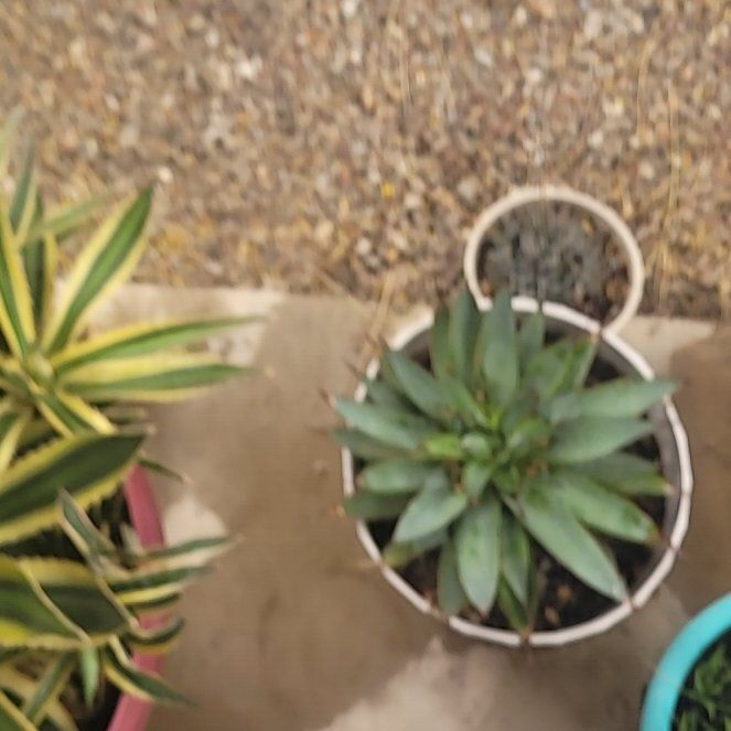 Photo of the plant species Quadricolor Century Plant by @BodaciousGray named Queen on Greg, the plant care app