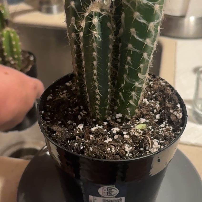 Photo of the plant species Pilosocereus glaucescens by @DinkumWhiskfern named Kylie on Greg, the plant care app