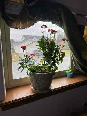 Florist Kalanchoe plant photo by @KrisyandBandit named Flower puff on Greg, the plant care app.