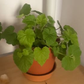 Photo of the plant species Piggyback Begonia by @ArtisteBulrush named Piggy on Greg, the plant care app