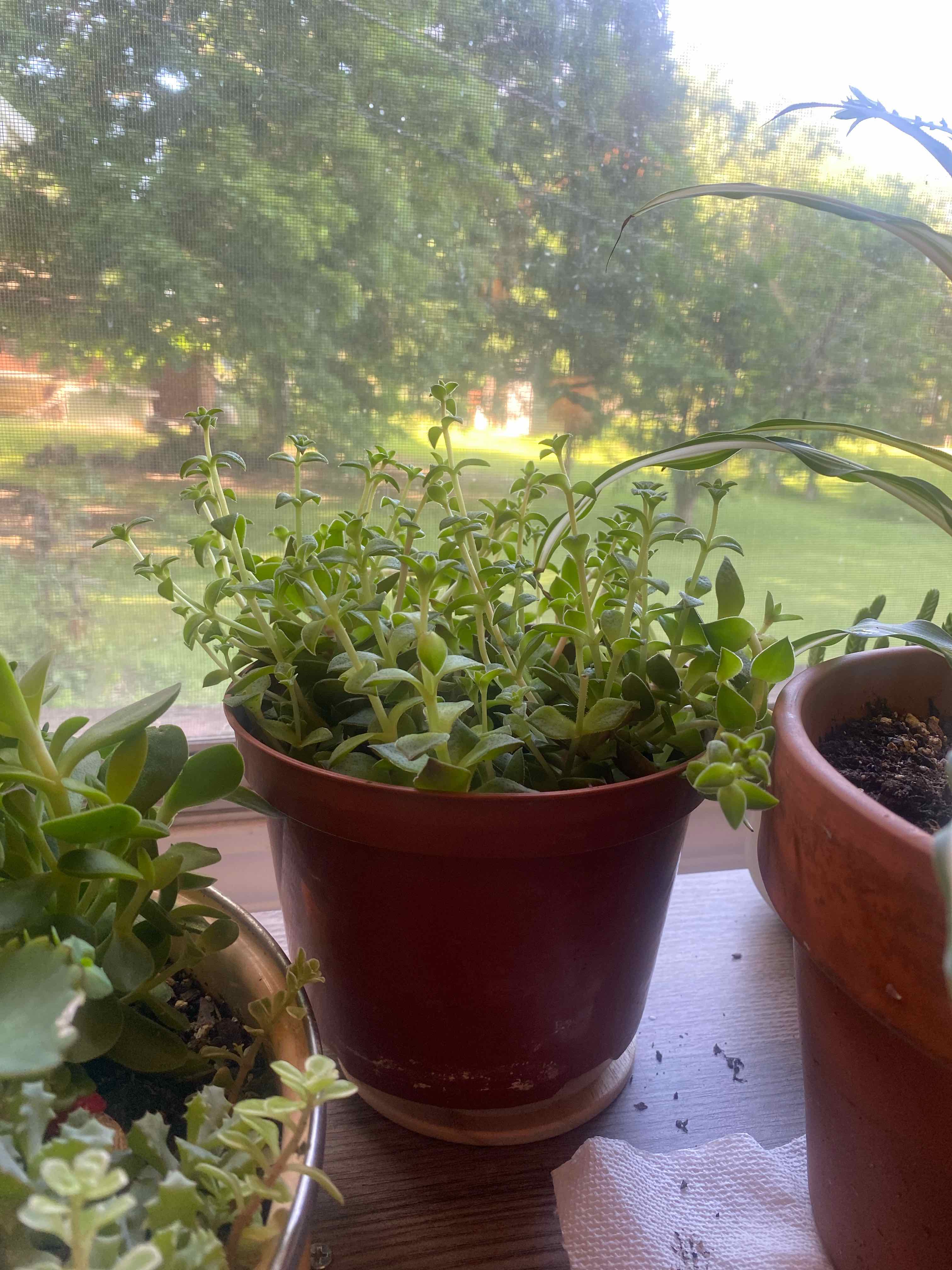 Potted Sea Sandwort plant on a windowsill with a garden background.