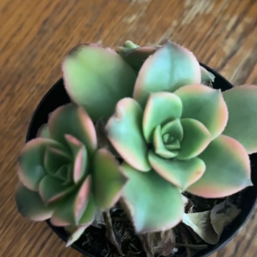 Photo of the plant species Sun Dancer by @SweetEvergreen named Rosey on Greg, the plant care app