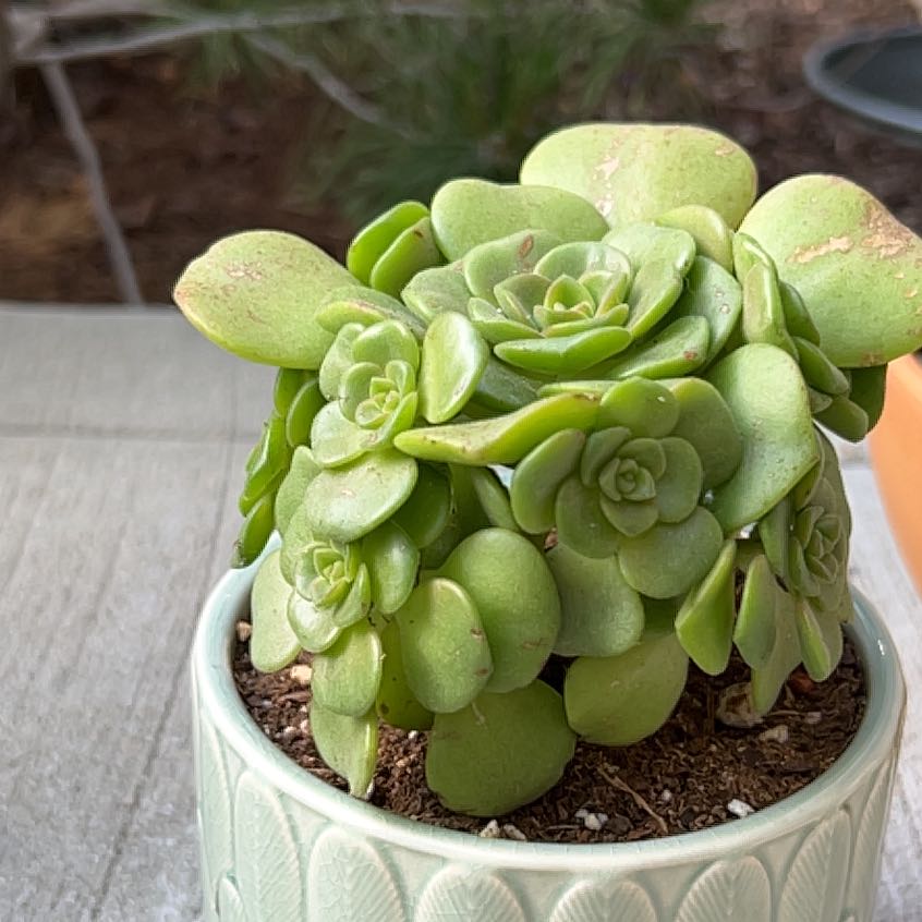 Photo of the plant species Aeonium lindleyi by @AtinaAnderson named Roses on Greg, the plant care app