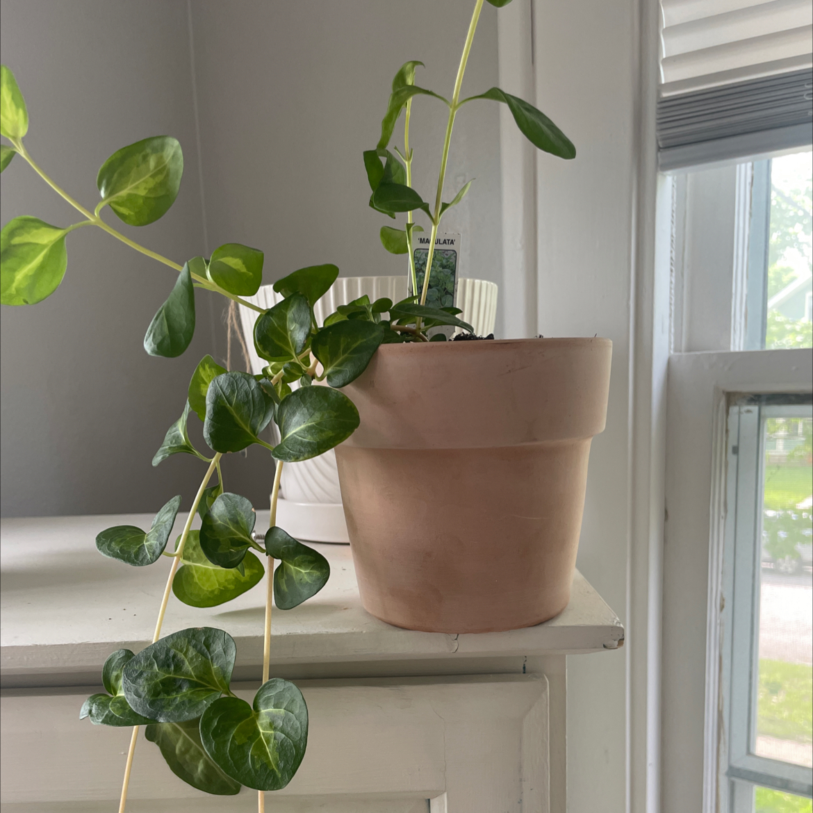 Vinca Vine Variegated plant in a pot on a white surface near a window.