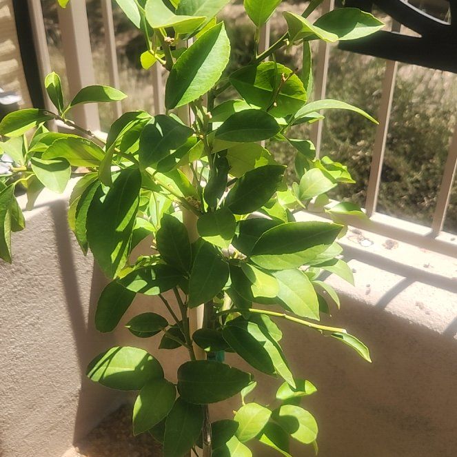 Photo of the plant species Meyer Lemon Tree by @CasualRedrose named Bodhi on Greg, the plant care app