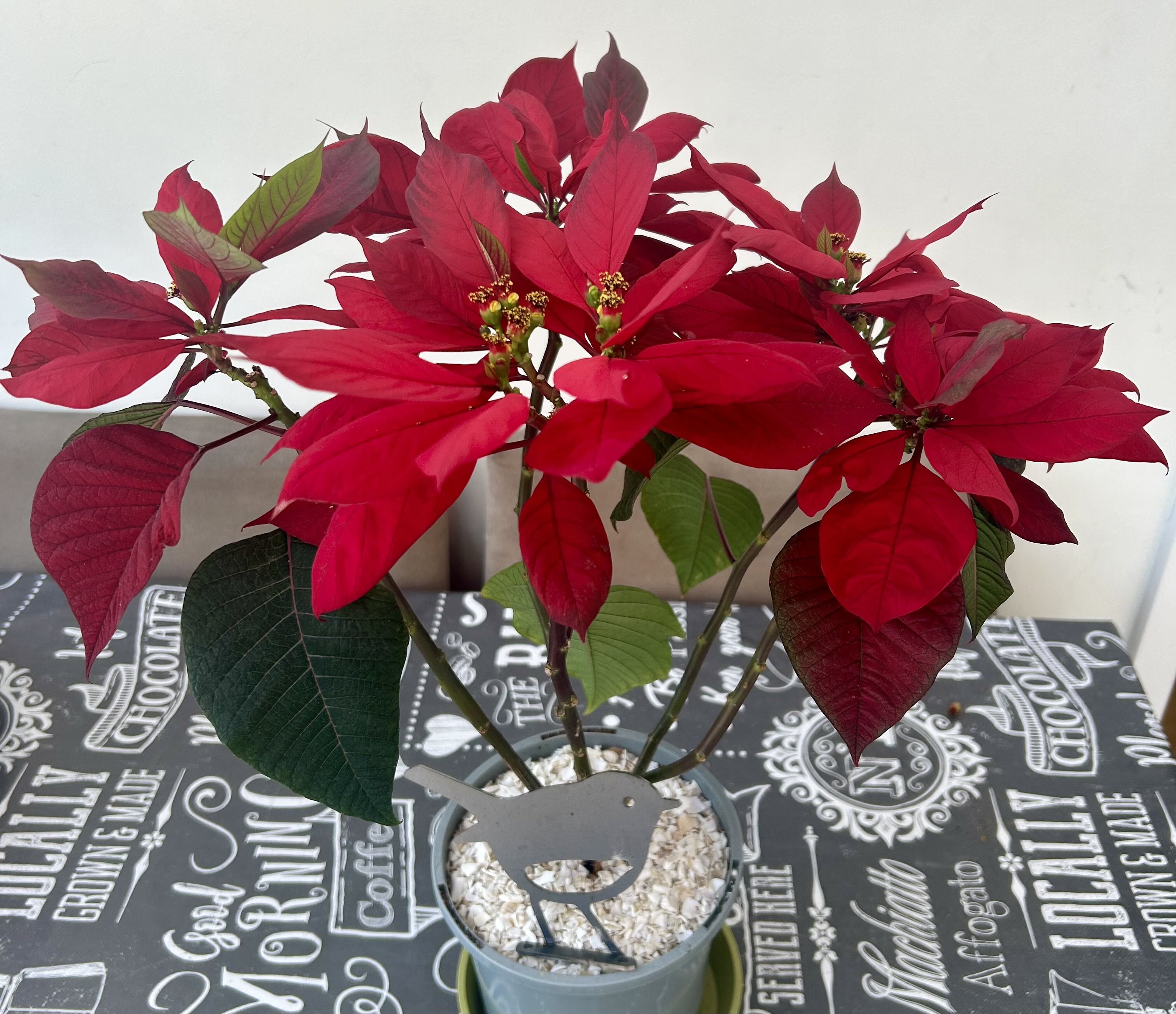 Photo from the post