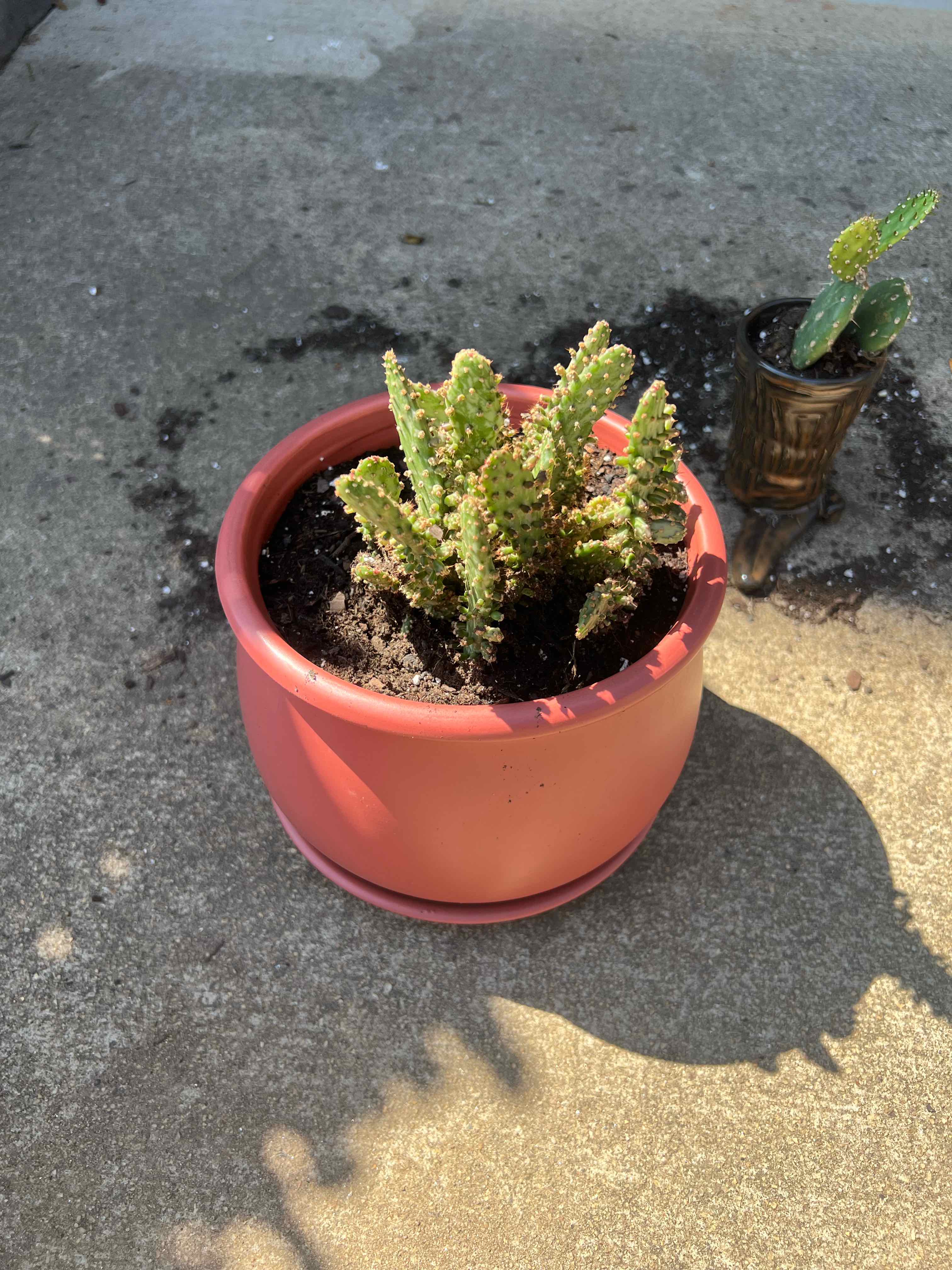 Potted Variegated Joseph's Coat plant in good health with visible soil.