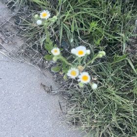 Photo of the plant species Annual Fleabane by @FieryGlobeonion named Bruce Lee on Greg, the plant care app