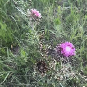 Photo of the plant species Nodding Thistle by @FieryGlobeonion named Tupot amaroot on Greg, the plant care app