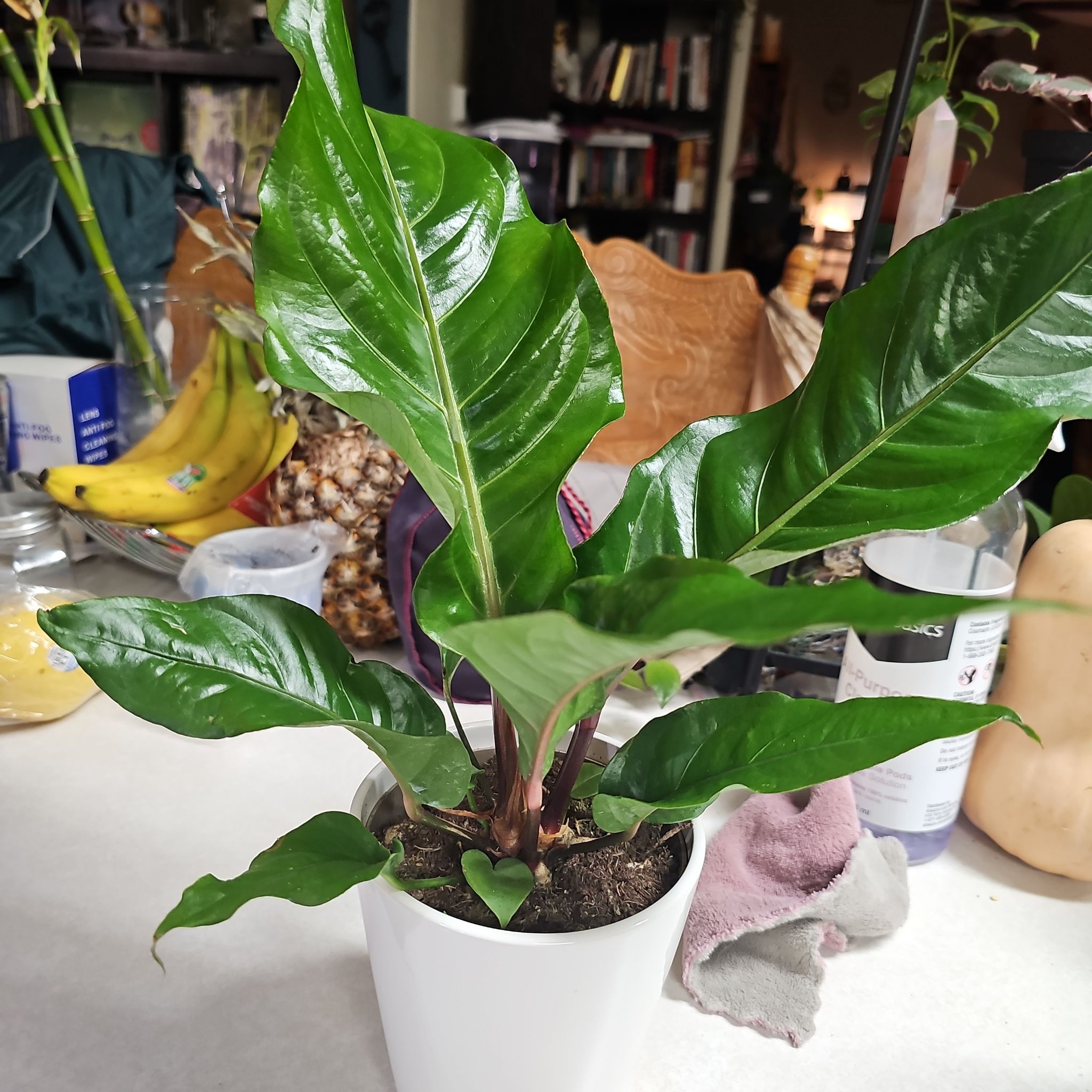 Photo of the plant species Anthurium bonplandii by @ZingRussianvine named Rainier on Greg, the plant care app