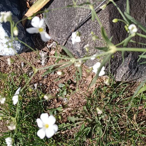Photo of the plant species Mountain Sandwort by @LucentPitayita named Apollo on Greg, the plant care app