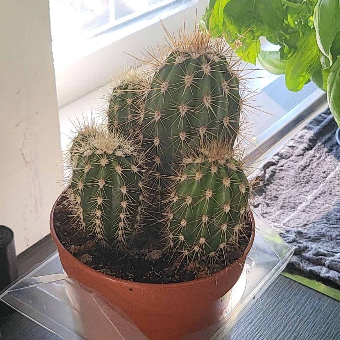Photo of the plant species Pincushion cactus by Bella named Spiky on Greg, the plant care app