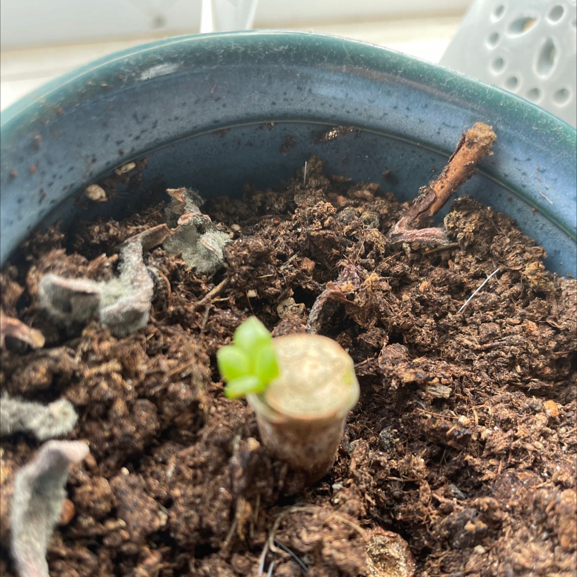 Photo of the plant species Monadenium Stapelioides variegated by Paige named Baby on Greg, the plant care app