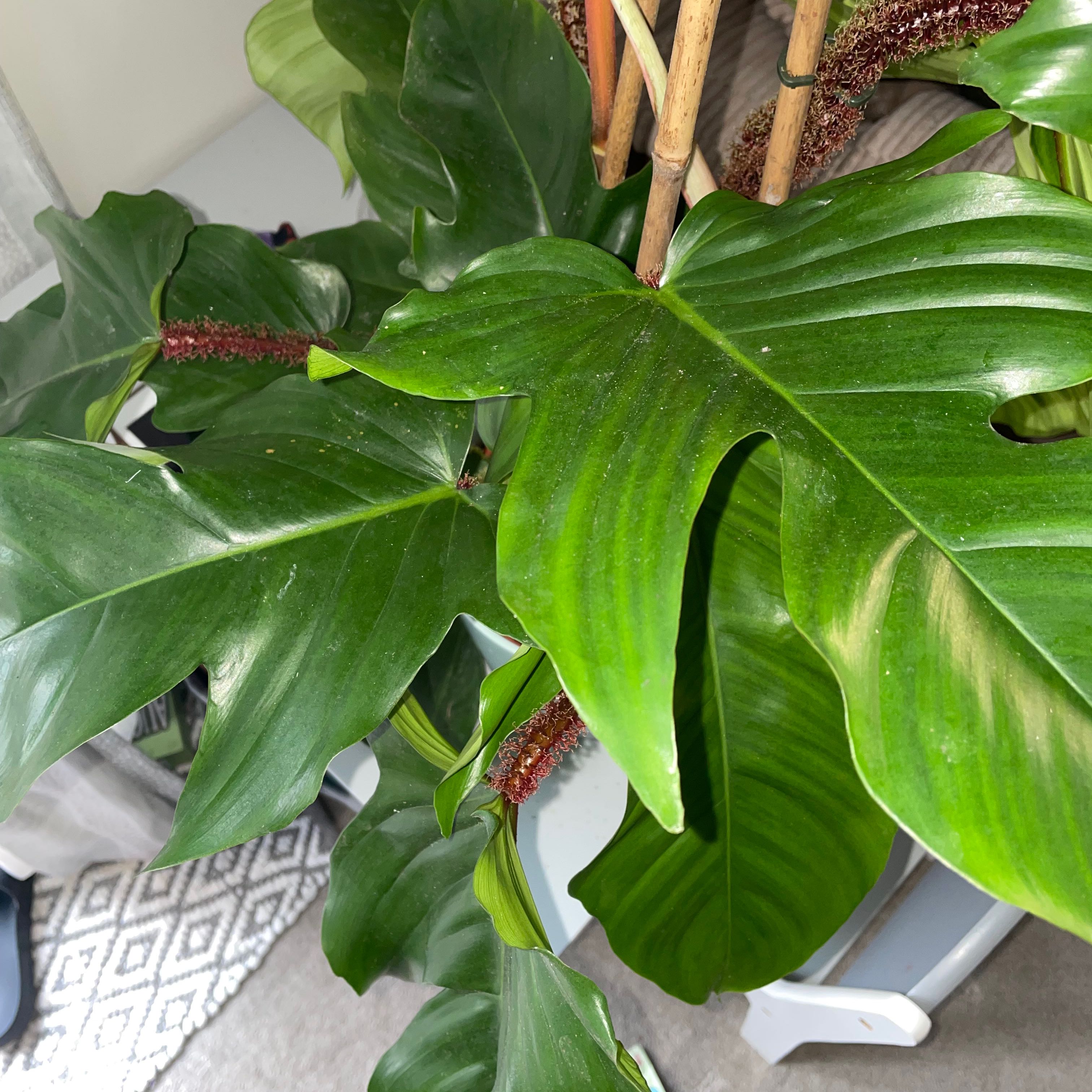 Healthy Hairy Philodendron with vibrant green leaves.