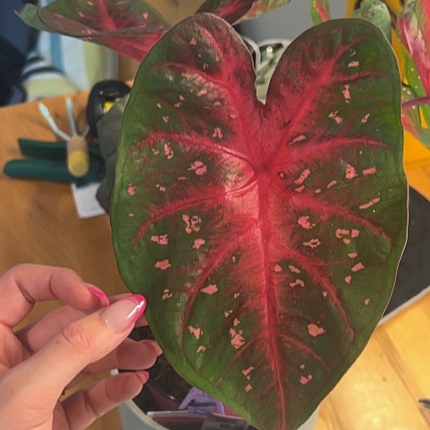 Photo of the plant species Red Flash Angel Wings by @WingedChollipo named Bella on Greg, the plant care app