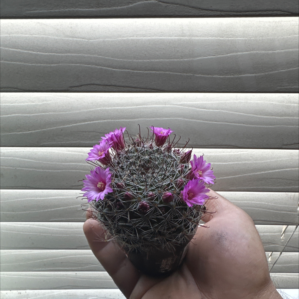 Photo of the plant species Rose Pincushion Cactus by @BalancedBlusher named Stella on Greg, the plant care app