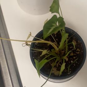 Photo of the plant species Green Nephthytis Plant by @SturdyAnisetree named Fernie Saunders on Greg, the plant care app