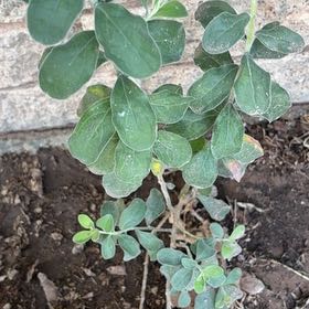 Photo of the plant species Prostrate Pigweed by @FacileLithops named Remington on Greg, the plant care app