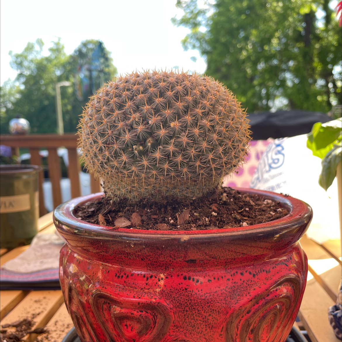 Mammillaria muehlenpfordtii cactus in a red pot with visible soil, well-framed and in focus.