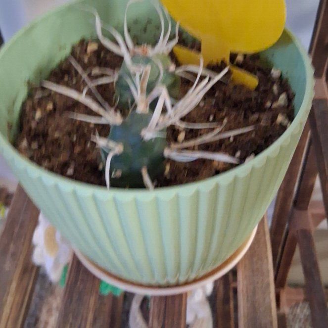 Photo of the plant species paper spine cactus by @TrustingGrass named Darwin on Greg, the plant care app