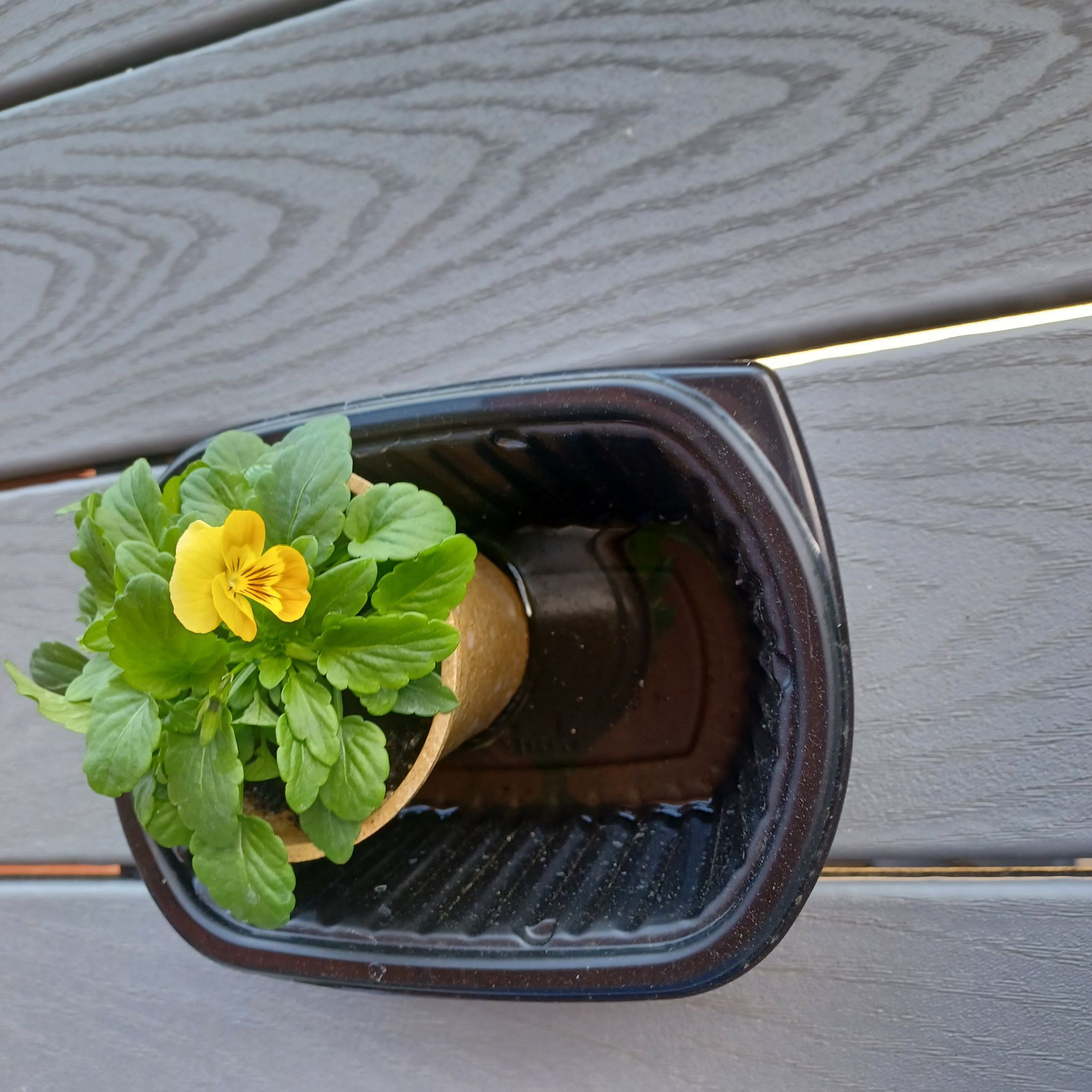Photo of the plant species Pansy by @ChampRimu named Viola on Greg, the plant care app