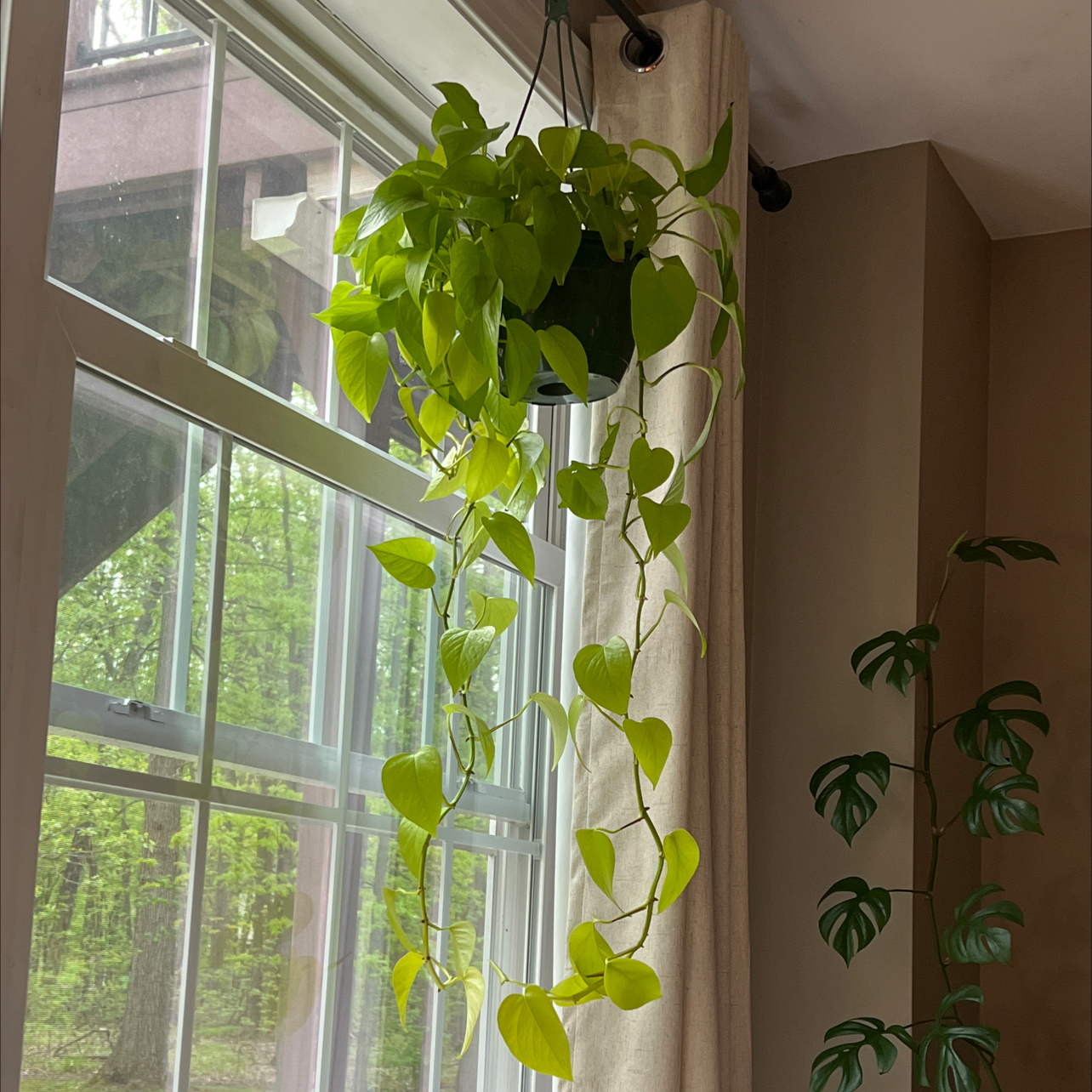 Neon Pothos plant photo by @brennanarnold named neon on Greg, the plant care app.