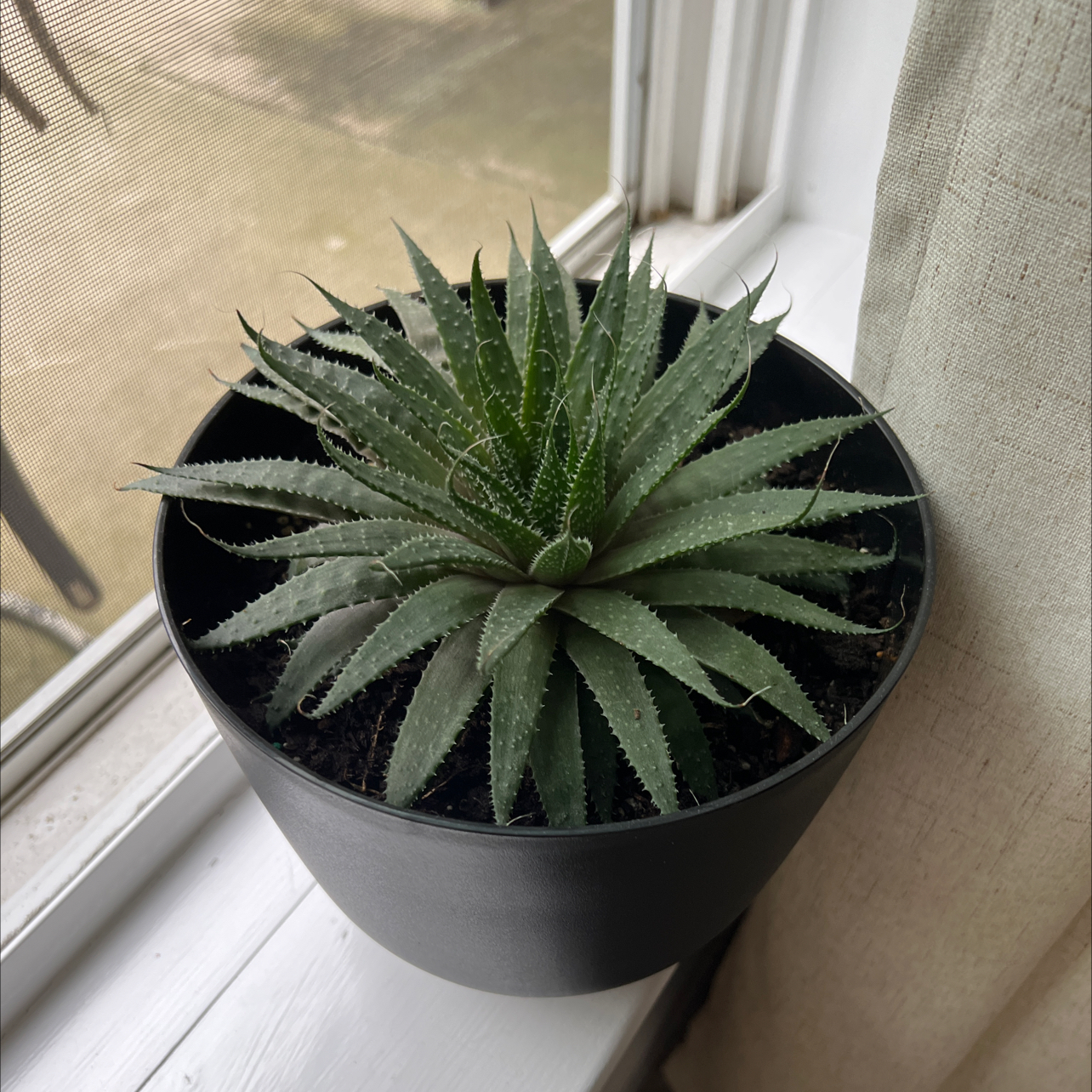 Aloe Aristata plant photo by @brennanarnold named spikes on Greg, the plant care app.