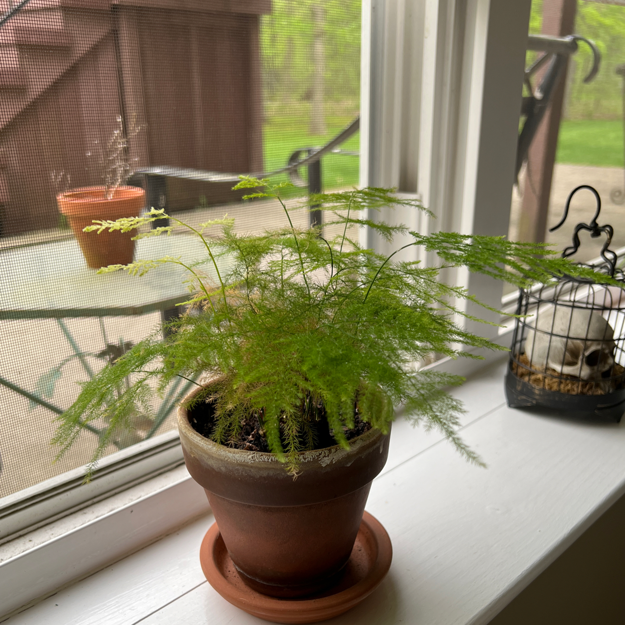 Asparagus Fern plant photo by @brennanarnold named gus on Greg, the plant care app.