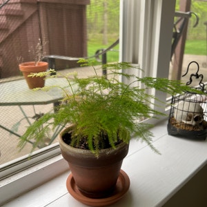 Asparagus Fern plant photo by Brennanarnold named gus on Greg, the plant care app.
