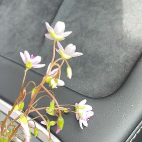 Photo of the plant species Carolina Springbeauty by Andrey named Kesha on Greg, the plant care app