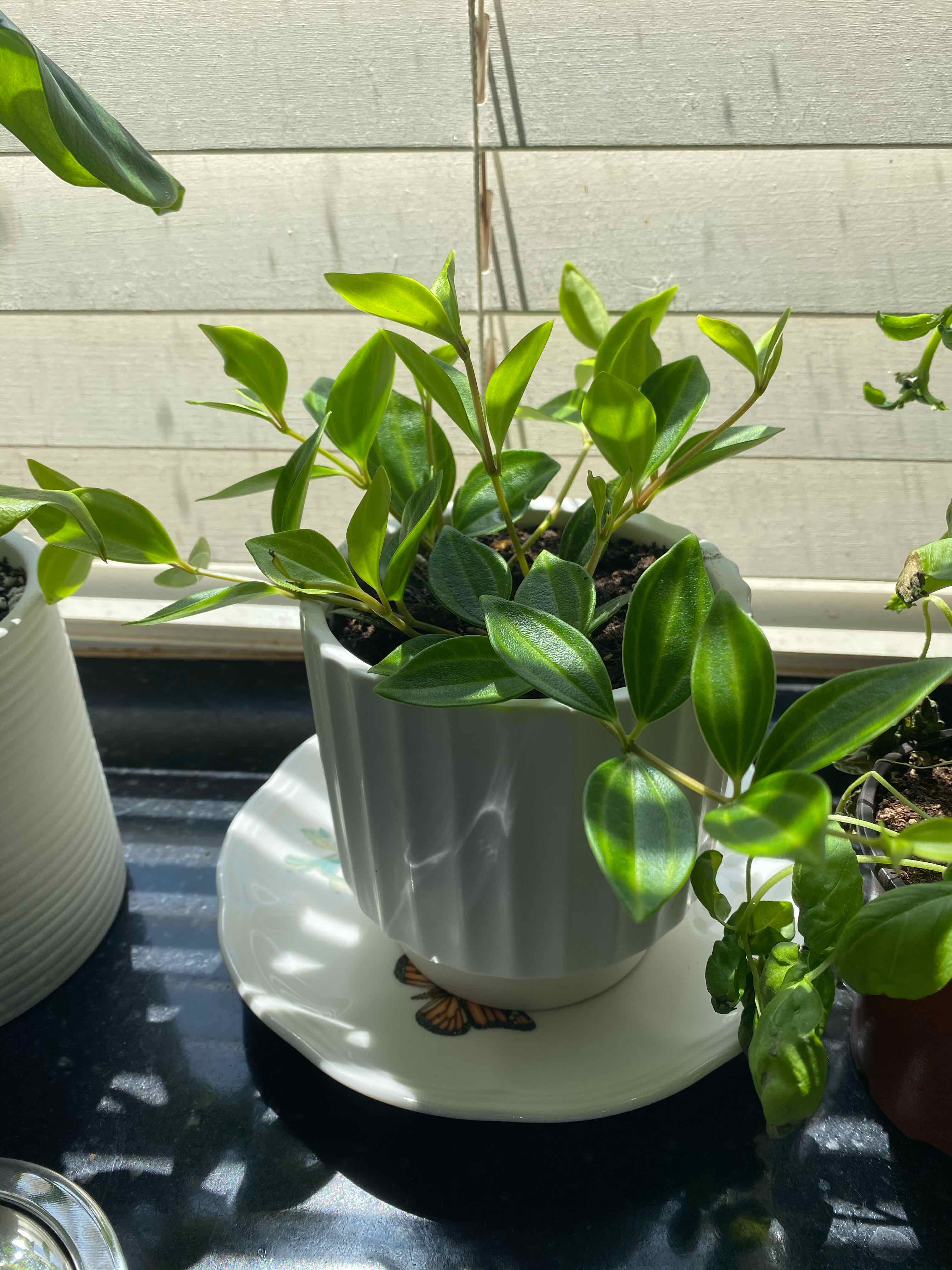 Beetle Peperomia plant in a white pot with vibrant green leaves, placed on a saucer.