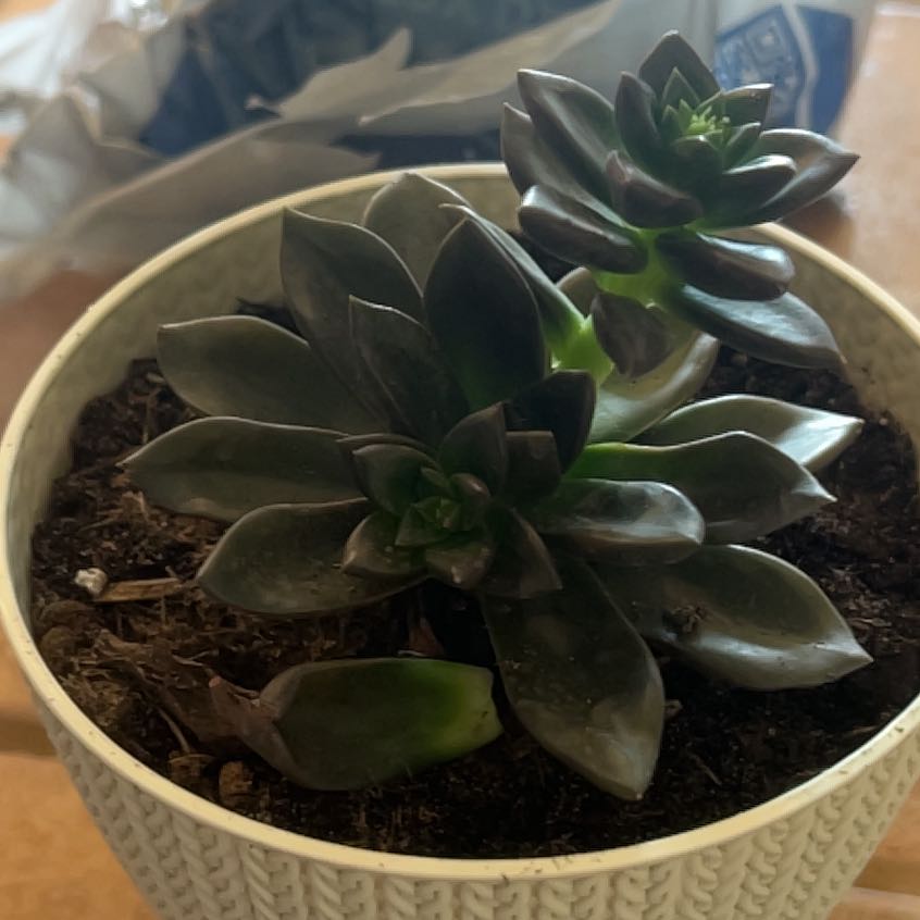 Potted Echeveria 'Licorice' succulent with dark, fleshy leaves.