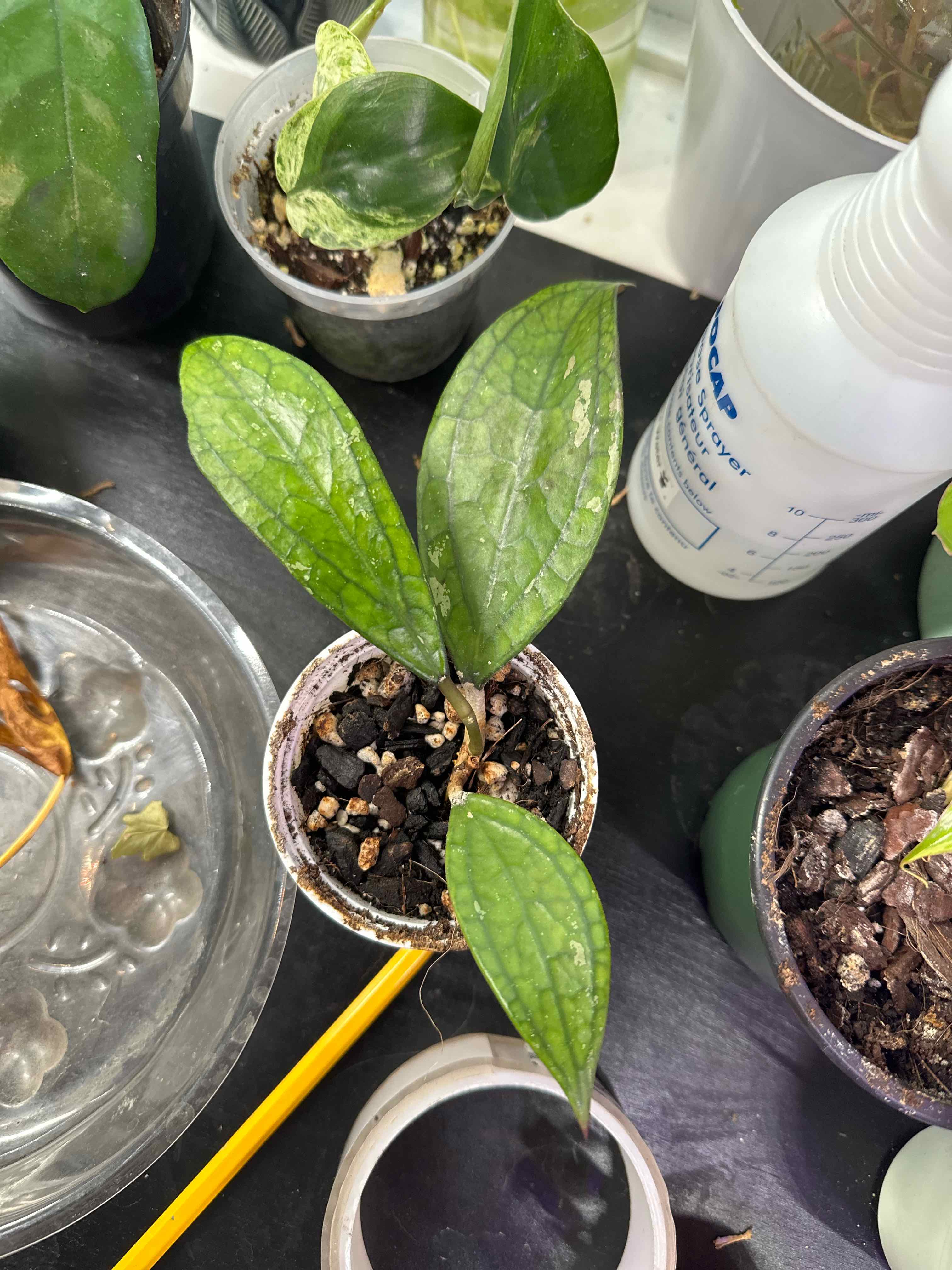 Photo of the plant species Hoya Germany by @AuroraPlants named Roland on Greg, the plant care app
